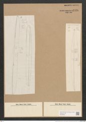 Amphiprora longa Cleve (de-Toni-Nr.: Genus 29, Species 1312) Zeichnungen Sammlung Grunow Nr. 2526 (NHMW-BOT-W0369694)